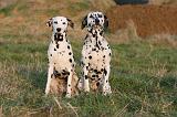 DALMATIEN 463